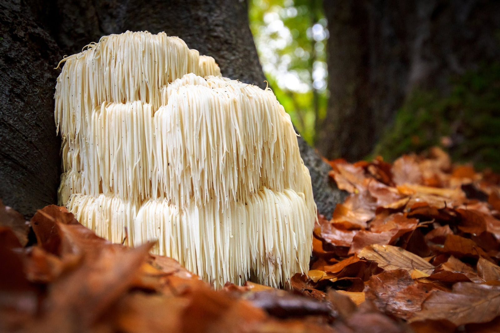 Hericium erinaceus, lion's mane mushroom, used as the active ingredient in the 2007 Yokohama clinical trial.