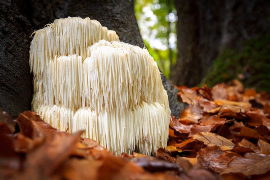 Hericium erinaceus, lion's mane mushroom, used as the active ingredient in the 2007 Yokohama clinical trial.
