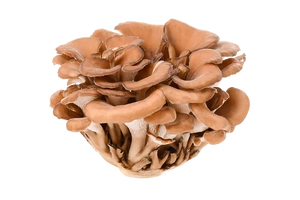 Maitake