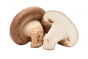 Shiitake